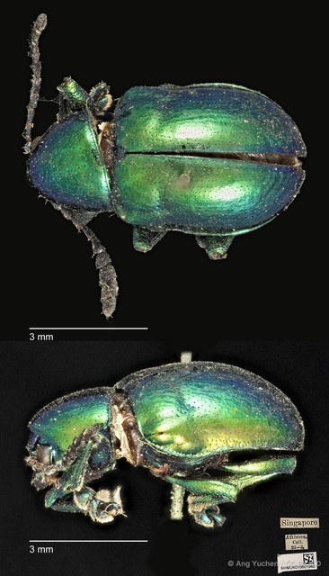 Platycorynus robustus•&copy; Ang Yuchen•CC BY 4.0