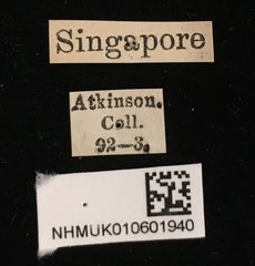 Platycorynus robustus•All Rights ReservedMuseum Label
