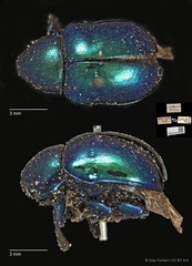 Platycorynus robustus•&copy; Ang Yuchen•CC BY 4.0