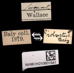Platycorynus robustus•All Rights ReservedMuseum Label