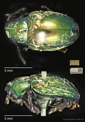 Platycorynus tuberculatus•&copy; Ang Yuchen•CC BY 4.0