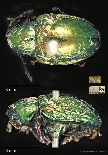 Platycorynus tuberculatus•&copy; Ang Yuchen•CC BY 4.0