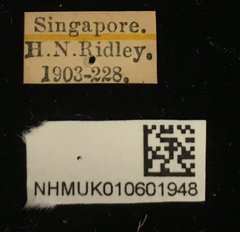 Platycorynus tuberculatus•All Rights ReservedMuseum Label