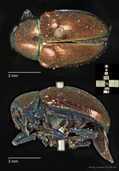 Platycorynus tuberculatus•&copy; Ang Yuchen•CC BY 4.0