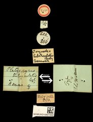 Platycorynus tuberculatus•All Rights ReservedMuseum Label