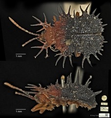Platypria dimidiata•&copy; Ang Yuchen•CC BY 4.0