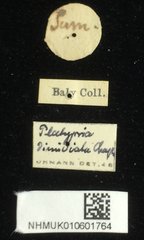 Platypria dimidiata•All Rights ReservedMuseum Label