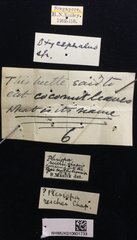 Plesispa reichei•All Rights ReservedMuseum Label