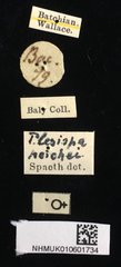 Plesispa reichei•All Rights ReservedMuseum Label