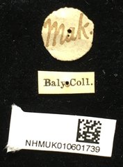 Promecotheca cumingii•All Rights ReservedMuseum Label