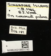 Promecotheca cumingii•All Rights ReservedMuseum Label