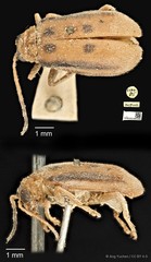 Pseudosastra sp. "indet."•&copy; Ang Yuchen•CC BY 4.0