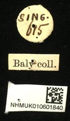 Pseudosastra sp. "indet."•All Rights ReservedMuseum Label