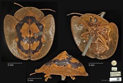 Rhacocassis flavoplagiata•&copy; Ang Yuchen•CC BY 4.0