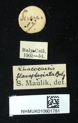 Rhacocassis flavoplagiata•All Rights ReservedMuseum Label