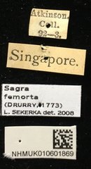 Sagra femorata•All Rights ReservedMuseum Label