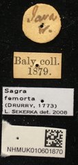 Sagra femorata•All Rights ReservedMuseum Label