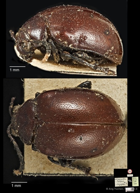 Sphaerometopa diversa•&copy; Ang Yuchen•CC BY 4.0