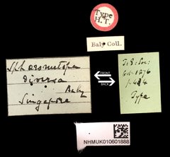Sphaerometopa diversa•All Rights ReservedMuseum Label