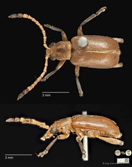 Taumacera apicalis•&copy; Ang Yuchen•CC BY 4.0