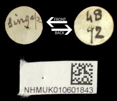 Taumacera apicalis•All Rights ReservedMuseum Label