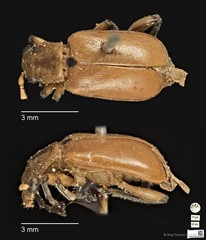 Taumacera apicalis•&copy; Ang Yuchen•CC BY 4.0