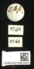 Taumacera apicalis•All Rights ReservedMuseum Label