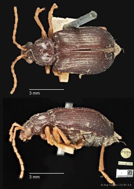 Taumacera insignis•&copy; Ang Yuchen•CC BY 4.0