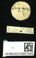 Taumacera insignis•All Rights ReservedMuseum Label
