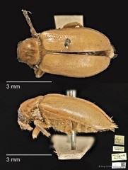 Taumacera rubida•&copy; Ang Yuchen•CC BY 4.0