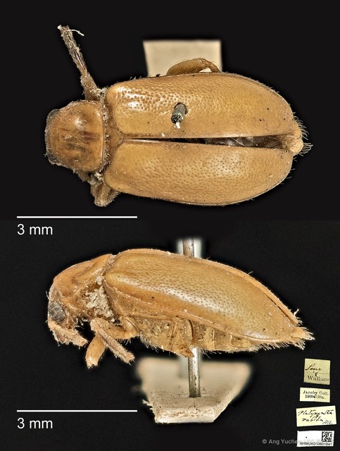 Taumacera rubida•&copy; Ang Yuchen•CC BY 4.0