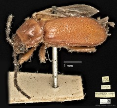 Taumacera rubida•&copy; Ang Yuchen•CC BY 4.0