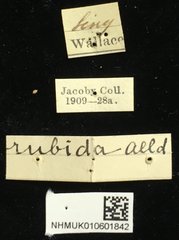 Taumacera rubida•All Rights ReservedMuseum Label