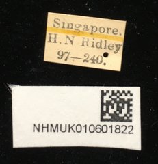 Theopea elegantula•All Rights ReservedMuseum Label