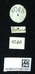 Theopea elegantula•All Rights ReservedMuseum Label