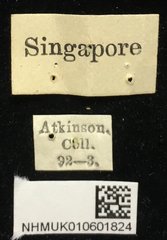 Theopea impressa•All Rights ReservedMuseum Label