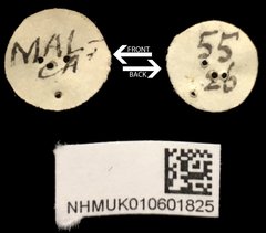 Theopea impressa•All Rights ReservedMuseum Label