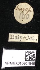 Theopea•All Rights ReservedMuseum Label