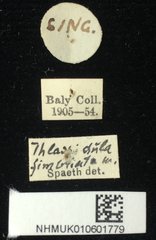 Thlaspidula fimbriata•All Rights ReservedMuseum Label