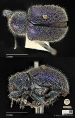 Trichochrysea hirta•&copy; Ang Yuchen•CC BY 4.0