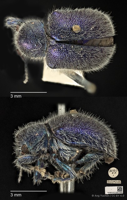 Trichochrysea hirta•&copy; Ang Yuchen•CC BY 4.0