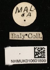 Trichochrysea hirta•All Rights ReservedMuseum Label
