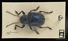 Trichochrysea hirta•&copy; Ang Yuchen•CC BY 4.0