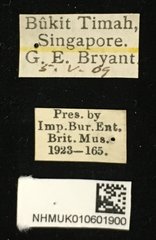 Trichochrysea hirta•All Rights ReservedMuseum Label
