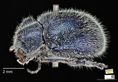 Trichochrysea hirta•&copy; Ang Yuchen•CC BY 4.0