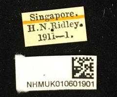 Trichochrysea hirta•All Rights ReservedMuseum Label