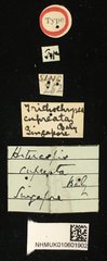 Trichochrysea•All Rights ReservedMuseum Label