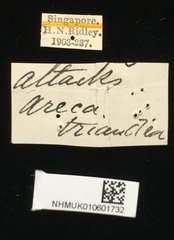 Wallacea apicalis•All Rights ReservedMuseum Label