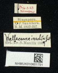 Wallacea bakeri•All Rights ReservedMuseum Label