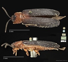 Wallacea collaris•&copy; Ang Yuchen•CC BY 4.0